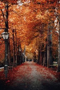 un viale alberato in autunno